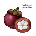 Watercolor mangosteen. Hand painted tropical fruits isolated on white background. Garcinia plant. For design or