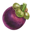 Watercolor mangosteen tropical. Isolated fresh exotic mangosteen fruit on white background. Artistic food Hand painted
