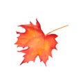 Watercolor maple leaf, orange, yellow, red. Forest and timber symbol sign. Nature tree logo. Royalty Free Stock Photo