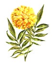 Watercolor marigold. Floral illustration. Flower for design. Royalty Free Stock Photo