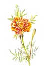 Watercolor marigold isolated on white. Hand-drawn garden flower