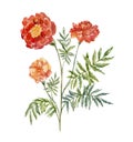 Watercolor Marigold, on the white Background.