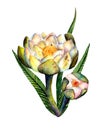 Watercolor marsh plants. Bouquet of open white water lily, white lily bud and green marsh plants