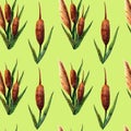 Watercolor marsh plants and herbs seamless pattern with reeds on a light green Royalty Free Stock Photo