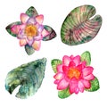 Watercolor marsh plants. Set of four items: two pink water lilies and two green leaves Royalty Free Stock Photo