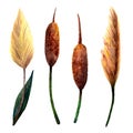 Watercolor marsh plants. Set of four objects: two grass panicles and two brown cattail reeds