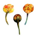 Watercolor marsh plants. Set of three buds of yellow water lily