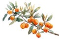 a watercolor masterpiece featuring the precise lines of a seabuckthorn plant against a clean white backdrop