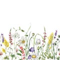 Watercolor meadow flowers border of chamomile, buttercup, tansy and campanula. Hand painted floral illustration isolated