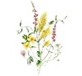 Watercolor meadow flowers bouquet of bedstraw, celandine, clover and sage. Hand painted floral poster of wildflowers