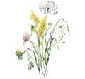 Watercolor meadow flowers bouquet of bedstraw, clover and capsella. Hand painted floral poster of wildflowers isolated