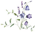 Watercolor meadow flowers bouquet of campanula, lavender and bindweed. Hand painted floral poster of wildflowers Royalty Free Stock Photo