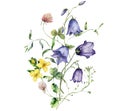 Watercolor meadow flowers bouquet of clover, chamomile and campanula. Hand painted floral poster of wildflowers isolated