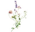 Watercolor meadow flowers bouquet of clover, lavender, cypress and capsella. Hand painted floral poster of wildflowers