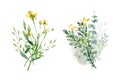 Watercolor meadow flowers bouquet eucalyptus, sage, grass. Hand painted field floral design of field wildflowers isolated