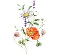 Watercolor meadow flowers bouquet of poppy, clover, chamomile and lavender. Hand painted floral poster of wildflowers