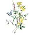 Watercolor meadow flowers bouquet of tansy, celandine and sage. Hand painted floral poster of wildflowers isolated on
