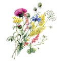 Watercolor meadow flowers bouquet of thistle, cornflower and blueberry. Hand painted floral poster of wildflowers