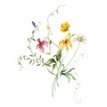 Watercolor meadow flowers bouquet of yellow buttercups and chamomile. Hand painted floral illustration isolated on white Royalty Free Stock Photo