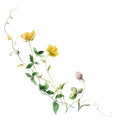 Watercolor meadow flowers bouquet of yellow buttercups and clover. Hand painted floral illustration isolated on white