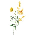 Watercolor meadow flowers bouquet of yellow buttercups. Hand painted floral illustration isolated on white background