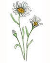 Watercolor meadow flowers. Hand drawn illustration