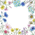 Watercolor wild flowers collection. Hand drawn illustration