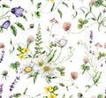 Watercolor meadow flowers seamless pattern of campanula, lavender, capsella and lavandula. Hand painted floral