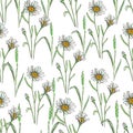 Watercolor meadow flowers. Seamless pattern of chamomile