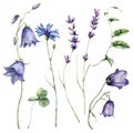 Watercolor meadow flowers set of campanula, cornflower, lavender and bindweed. Hand painted floral illustration isolated