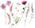 Watercolor meadow flowers set of carnation, sage, cypress and thistle. Hand painted floral illustration isolated on