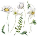 Watercolor meadow flowers set of chamomile, buttercup, geranium and clover. Hand painted floral illustration isolated on