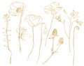 Watercolor meadow gold flowers set of capsella, poppy, campanula and clover. Hand painted linear floral illustration