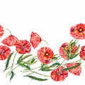 Watercolor meadow poppy on white background. Seamless pattern for design.