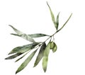Watercolor mediterranean card olive branch. Hand painted floral illustration with green olives and leaves isolated on