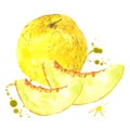 Watercolor melon, summer hand drawn fruit