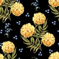 Watercolor merigold on black background. Floral seamless pattern for design.