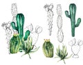 Watercolor mexican cacti set. Hand painted floral collection with desert cacti, agava. Botanical illustration isolated