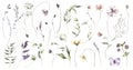 Watercolor Midsummer flowers collection with hand painted delicate leaves, flowers. Romantic floral arrangements perfect