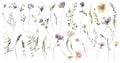 Watercolor Midsummer flowers collection with hand painted delicate leaves, flowers. Romantic floral arrangements perfect