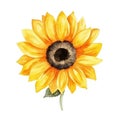 Watercolor minimalist subtle sunflower, wedding invitation ornament, occasional card element