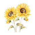 Watercolor minimalist subtle sunflower, wedding invitation ornament, occasional card element