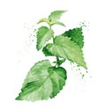 Watercolor mint branch. Hand painted realistic illustration