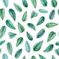 Watercolor Mint leaves isolated white background. Seamless patterns Royalty Free Stock Photo