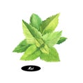 Watercolor mint plant (peppermint) on white background