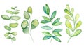 Watercolor mistletoe and eucalyptus leaves