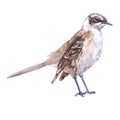 Watercolor mockingbird bird animal