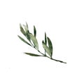 Watercolor modern decorative element set. Eucalyptus round Green leaf Wreath, greenery branches, garland, border, frame, elegant Royalty Free Stock Photo