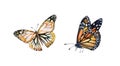 Watercolor monarch butterfly. Hand painted set of summer illustrations. Realistic insect painting isolated on white Royalty Free Stock Photo
