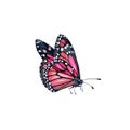 Watercolor monarch butterfly. Realistic pink insect painting isolated on white. Hand painted scientific illustrations Royalty Free Stock Photo